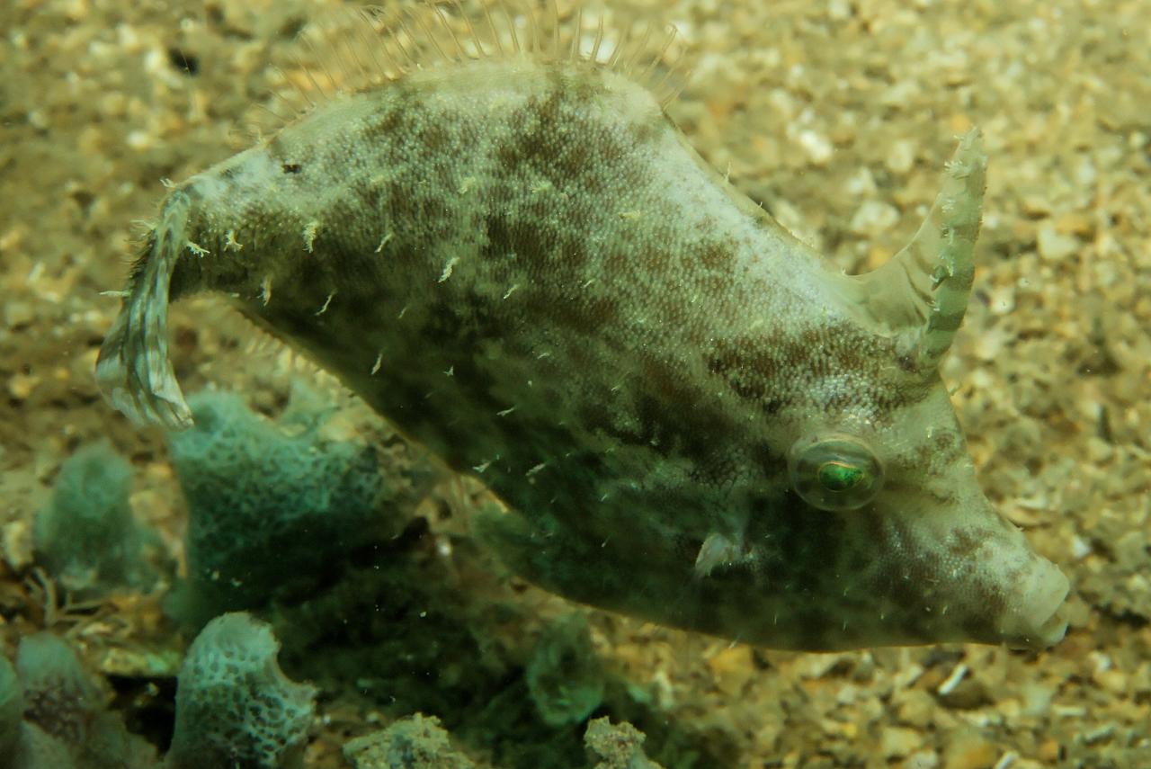 Paramonacanthus japonicus (Pesce lima giapponese)